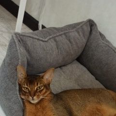 Подробнее об объявлении «Пропал кот, абессинец Кашира» Фото: пропала кошка Абиссинская кошка «Пропал кот, абессинец Кашира» в г. Кашира