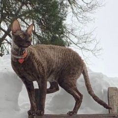 Подробнее об объявлении «Пропал кот молодой кот Жуковский» Фото: пропала кошка Корниш-рекс «Пропал кот молодой кот Жуковский» в г. Жуковский