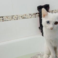 Подробнее об объявлении «Саратов Пропал кот белый кот разные глаза помогите» Фото: пропала кошка  «Саратов Пропал кот белый кот разные глаза помогите» в г. Саратов