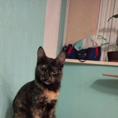 Подробнее об объявлении «Пропала кошка потерялась кошка Барнаул» Фото: пропала кошка  «Пропала кошка потерялась кошка Барнаул» в г. Барнаул