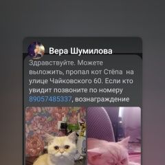 Подробнее об объявлении «Пропал кот степа Клин» Фото: пропала кошка  «Пропал кот степа Клин» в г. Клин