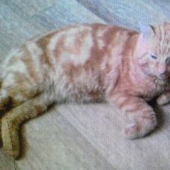 Подробнее об объявлении «Пропал кот рыжик, с. мирное Хабаровск» Фото: пропала кошка  «Пропал кот рыжик, с. мирное Хабаровск» в г. Хабаровск