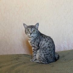 Подробнее об объявлении «Пропала кошка в районе снт витязь одинцовского района Кубинка» Фото: пропала кошка  «Пропала кошка в районе снт витязь одинцовского...» в г. Кубинка