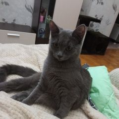 Подробнее об объявлении «Пропала кошка Ижевск» Фото: пропала кошка  «Пропала кошка Ижевск» в г. Ижевск