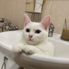 Подробнее об объявлении «Екатеринбург Пропала кошка мкр сортировка» Фото: пропала кошка  «Екатеринбург Пропала кошка мкр сортировка» в г. Екатеринбург