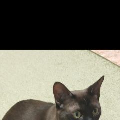 Подробнее об объявлении «Пропал кот Лакинск» Фото: пропала кошка Бурма «Пропал кот Лакинск» в г. Лакинск