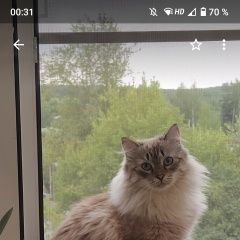 Подробнее об объявлении «Пропал кот Кинешма» Фото: пропала кошка  «Пропал кот Кинешма» в г. Кинешма