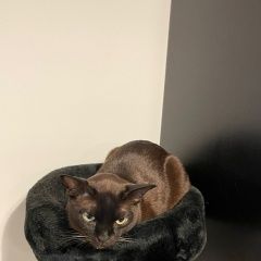 Подробнее об объявлении «Одинцово Пропал кот, домашний. кличка шейх, бурма» Фото: пропала кошка Бурманская короткошерстная «Одинцово Пропал кот, домашний. кличка шейх, бурма» в г. Одинцово