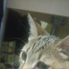 Подробнее об объявлении «Пропала кошка Томск» Фото: пропала кошка  «Пропала кошка Томск» в г. Томск