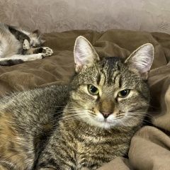 Подробнее об объявлении «Пропал кот допоможить в кіт Львов» Фото: пропала кошка  «Пропал кот допоможить в кіт Львов» в г. Львов