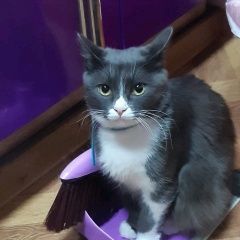 Подробнее об объявлении «Пропала кошка Анапа» Фото: пропала кошка  «Пропала кошка Анапа» в г. Анапа