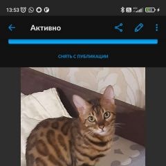 Подробнее об объявлении «Пропала кошка Барнаул» Фото: пропала кошка  «Пропала кошка Барнаул» в г. Барнаул