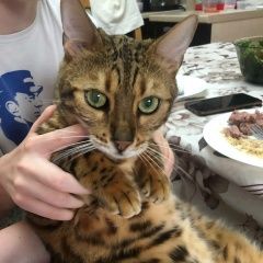 Подробнее об объявлении «Пропал кот бенгальский кот феликс Богородск» Фото: пропала кошка Бенгальская кошка «Пропал кот бенгальский кот феликс Богородск» в г. Богородск