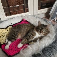 Подробнее об объявлении «Пропала кошка Оренбург» Фото: пропала кошка  «Пропала кошка Оренбург» в г. Оренбург