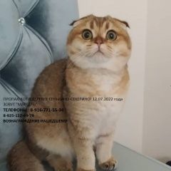 Подробнее об объявлении «Москва Пропал кот в сенькино-секерино» Фото: пропала кошка Британская короткошерстная кошка «Москва Пропал кот в сенькино-секерино» в г. Москва
