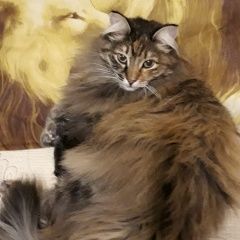 Подробнее об объявлении «Пропала кошка зоркальцево Томск» Фото: пропала кошка Сибирская кошка «Пропала кошка зоркальцево Томск» в г. Томск