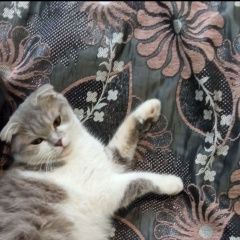 Подробнее об объявлении «Славянск-на-Кубани Пропала кошка» Фото: пропала кошка  «Славянск-на-Кубани Пропала кошка» в г. Славянск-на-Кубани