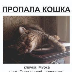Подробнее об объявлении «Астрахань Пропала кошка мурка» Фото: пропала кошка  «Астрахань Пропала кошка мурка» в г. Астрахань