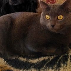 Подробнее об объявлении «Пропала кошка Белоярский (Свердловская обл.)» Фото: пропала кошка  «Пропала кошка Белоярский (Свердловская обл.)» в г. Белоярский (Свердловская обл.)