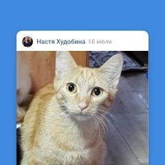 Подробнее об объявлении «Красноярск Пропала кошка» Фото: пропала кошка  «Красноярск Пропала кошка» в г. Красноярск