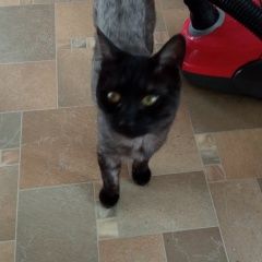 Подробнее об объявлении «Пропал кот Стерлитамак» Фото: пропала кошка  «Пропал кот Стерлитамак» в г. Стерлитамак