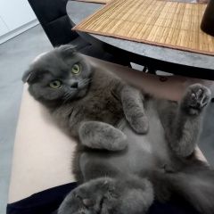 Подробнее об объявлении «Пропала кошка на ул.павла нахимова Кореновск» Фото: пропала кошка  «Пропала кошка на ул.павла нахимова Кореновск» в г. Кореновск