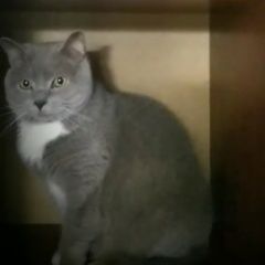 Подробнее об объявлении «Пропал кот Коломна» Фото: пропала кошка Британская короткошерстная кошка «Пропал кот Коломна» в г. Коломна