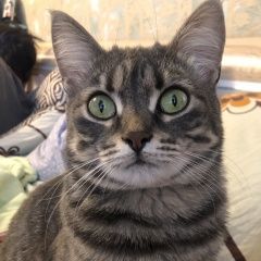 Подробнее об объявлении «Пропала кошка помогите найти нашу девочку Чехов» Фото: пропала кошка  «Пропала кошка помогите найти нашу девочку Чехов» в г. Чехов