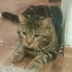 Подробнее об объявлении «Пропал кот просьба сообщить местонахождении Армавир» Фото: пропала кошка  «Пропал кот просьба сообщить местонахождении...» в г. Армавир