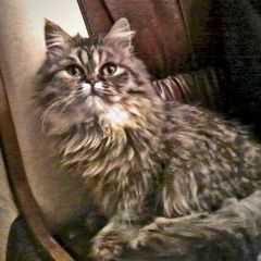 Подробнее об объявлении «Пропала кошка Владимир» Фото: пропала кошка  «Пропала кошка Владимир» в г. Владимир