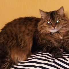 Подробнее об объявлении «Пропала кошка крупная 5кг.пушистая.имя ася Мариуполь» Фото: пропала кошка Сибирская кошка «Пропала кошка крупная 5кг.пушистая.имя ася...» в г. Мариуполь