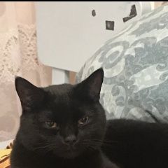 Подробнее об объявлении «Пропал кот Балашиха» Фото: пропала кошка  «Пропал кот Балашиха» в г. Балашиха