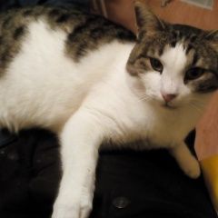 Подробнее об объявлении «Москва Пропал кот ик» Фото: пропала кошка  «Москва Пропал кот ик» в г. Москва
