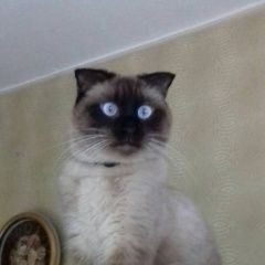 Подробнее об объявлении «Пропал кот Бишкек» Фото: пропала кошка Сиамская кошка «Пропал кот Бишкек» в г. Бишкек