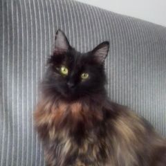 Подробнее об объявлении «Пропала кошка на ул. бондаря Хабаровск» Фото: пропала кошка  «Пропала кошка на ул. бондаря Хабаровск» в г. Хабаровск