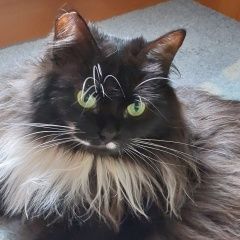 Подробнее об объявлении «Пропала кошка Павловский Посад» Фото: пропала кошка  «Пропала кошка Павловский Посад» в г. Павловский Посад