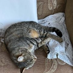 Подробнее об объявлении «Пропал кот микрорайон фирсановка Химки» Фото: пропала кошка  «Пропал кот микрорайон фирсановка Химки» в г. Химки