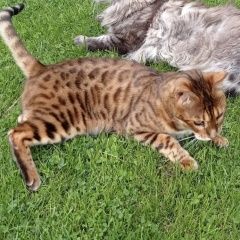 Подробнее об объявлении «Пропал кот в Барыбино» Фото: пропала кошка  «Пропал кот в Барыбино» в г. Барыбино