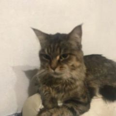 Подробнее об объявлении «Пропала кошка с дачи рябинка 2 Тюмень» Фото: пропала кошка  «Пропала кошка с дачи рябинка 2 Тюмень» в г. Тюмень