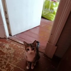 Подробнее об объявлении «Северодвинск Пропала кошка» Фото: пропала кошка  «Северодвинск Пропала кошка» в г. Северодвинск