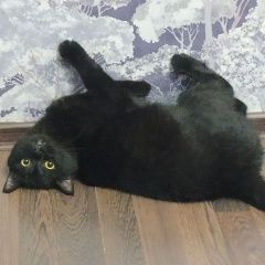 Подробнее об объявлении «Пропал кот Ижевск» Фото: пропала кошка  «Пропал кот Ижевск» в г. Ижевск