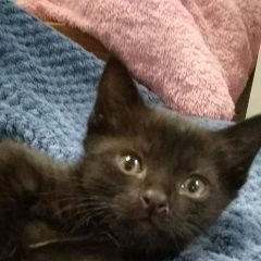 Подробнее об объявлении «Иноземцево Пропал котик черный 3.5 месяца» Фото: пропала кошка  «Иноземцево Пропал котик черный 3.5 месяца» в г. Иноземцево