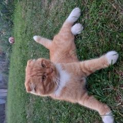 Подробнее об объявлении «Пропал кот рыжий кот( смесь с вислоухим) Алексин» Фото: пропала кошка  «Пропал кот рыжий кот( смесь с вислоухим) Алексин» в г. Алексин