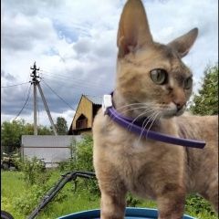 Подробнее об объявлении «Пропала кошка дп поварово снт назариха Солнечногорск» Фото: пропала кошка  «Пропала кошка дп поварово снт назариха...» в г. Солнечногорск