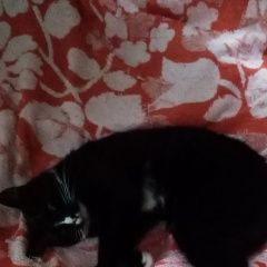 Подробнее об объявлении «Пропала кошка потерялась кошечка Томск» Фото: пропала кошка  «Пропала кошка потерялась кошечка Томск» в г. Томск