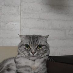 Подробнее об объявлении «Волгоград Пропала кошка» Фото: пропала кошка  «Волгоград Пропала кошка» в г. Волгоград