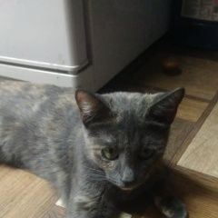 Подробнее об объявлении «Пропала кошка похожа на русскую голубую Руза» Фото: пропала кошка  «Пропала кошка похожа на русскую голубую Руза» в г. Руза