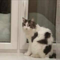Подробнее об объявлении «Москва Пропал кот» Фото: пропала кошка  «Москва Пропал кот» в г. Москва