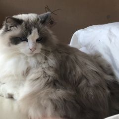Подробнее об объявлении «Пропала кошка джеси Большая Берестовица» Фото: пропала кошка Рэгдолл «Пропала кошка джеси Большая Берестовица» в г. Большая Берестовица