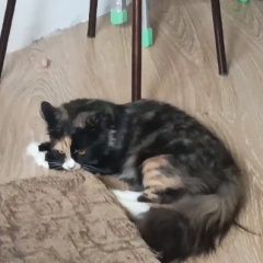 Подробнее об объявлении «Пропала кошка Жигулевск» Фото: пропала кошка  «Пропала кошка Жигулевск» в г. Жигулевск